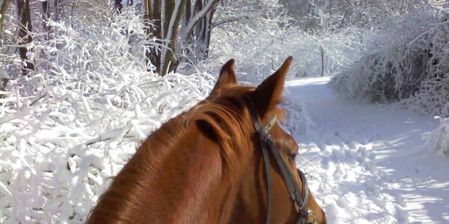 Новогоднее предложение от конного клуба «Стетсон»